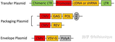 慢病毒包装原理、包装质粒、包装系统和包装步骤 知乎
