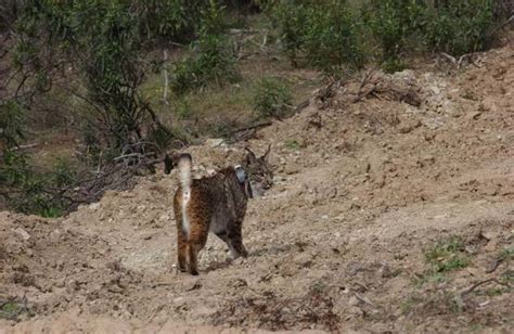 Lince Pode Voltar à Serra Da Malcata Daqui A Quatro Anos Cm Ao Minuto