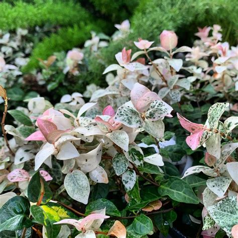 Top Florida Ground Cover Plants To Beautify Your Garden