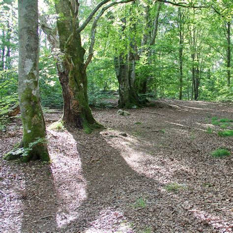 Still Green Beeches Hans Nerstu Flickr