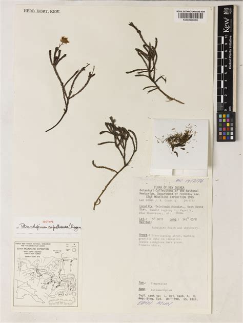 Tetramolopium Capellaense P Royen Plants Of The World Online Kew