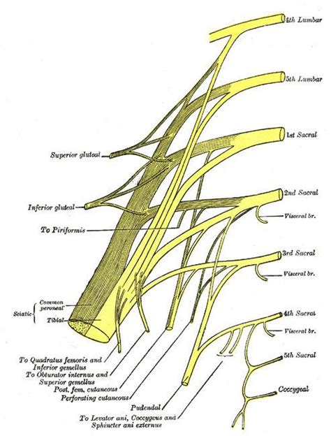 Piriformis nerve - Alchetron, The Free Social Encyclopedia