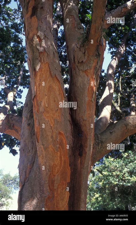 Brazilwood Tree National Tree Of Brazil Caesalpinia Echinata Commonly