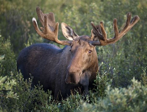 Filebull Moose Wikipedia