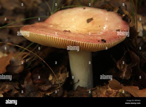 Mushroom Russula Emetica Parque Natural De La Sierra De Espad N