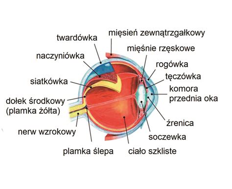 Narządy Zmysłów Mapy Plansze Szkolne Językowe Interaktywne