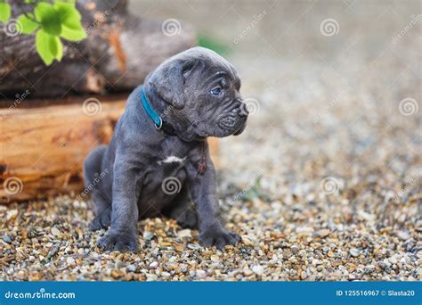 Cute Cane Corso Puppy With Blue Eyes Sitting In Sunny Garden Stock