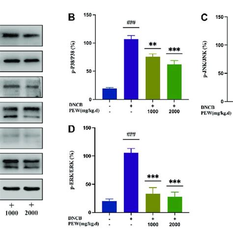 Pew Suppressed The Phosphorylation Level Of Mitogen Activated Protein