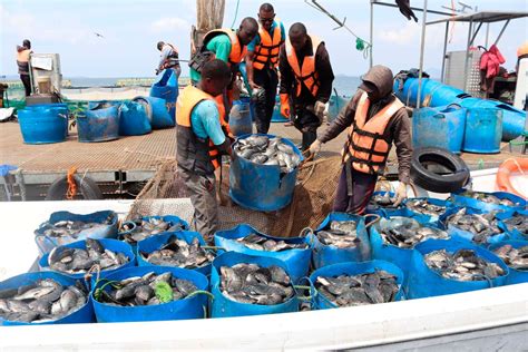 21 counties targeted in Sh29bn initiative to boost fish farming | Nation