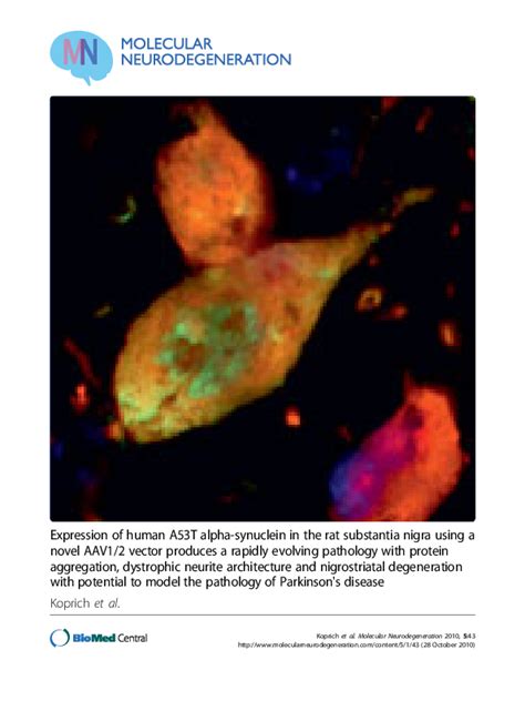 Pdf Expression Of Human A53t Alpha Synuclein In The Rat Substantia