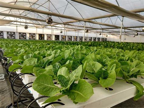 The Future Of Hydroponics And Aquaponics The Agrotech Daily