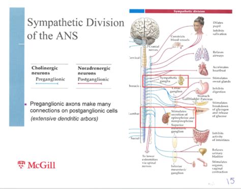 Anatomy Exam 3 Chapter 18 Autonomic Nervous System Flashcards Quizlet