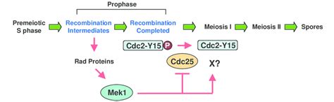 A Model For The Meiotic Recombination Checkpoint Pathway In Fission