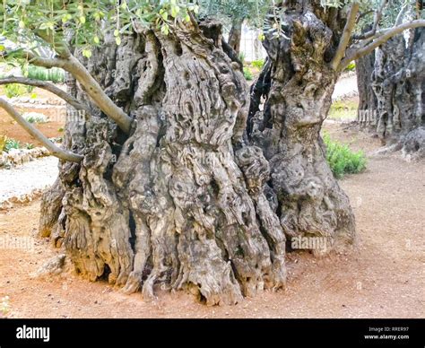 Olive tree in a park in jerusalem. Olive tree in a park in jerusalem Stock Photo - Alamy