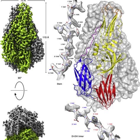 The Postfusion Structure Of The Cchfv Gc Ectodomain A The Cryo Em Map