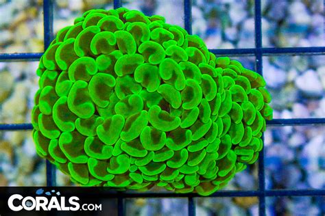 Branching Hammer Australia YELLOW 1 Head Corals