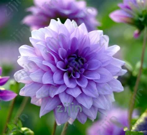 50pcs rare Dahlia plants beautiful rainbow Dahlia garden flowers high ...