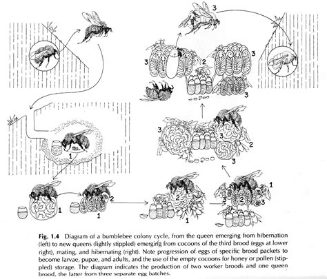 Animal Facts: Bumble Bee