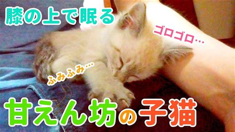 【癒し猫動画】膝の上でゴロゴロふみふみ眠る甘えん坊の子猫 Youtube