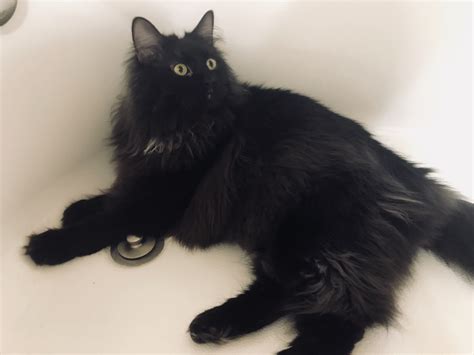 Pin By Monica On Cats Fluffy Black Cat Long Haired Cats Black Cat