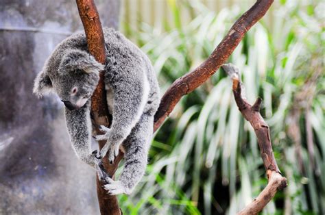 Koala Park Sanctuary Near Sydney Australia