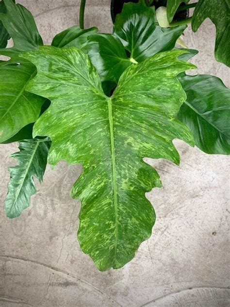 Philodendron Golden Dragon 3 Pot Hello Hello Plants