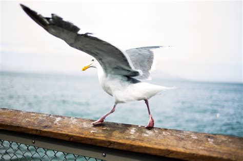 Images Gratuites Eau Oiseau Aile Oiseau De Mer Mouette Le Bec