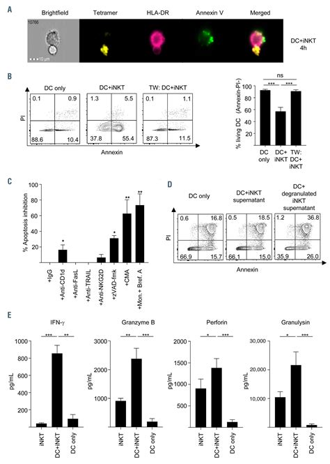 Human Invariant Natural Killer T Cells Promote Tolerance By