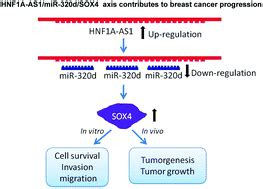 Mir D Suppresses The Progression Of Breast Cancer Via Lncrna Hnf A