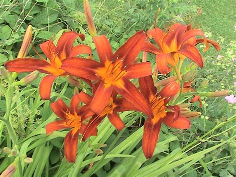 Daylilies Red Hemerocallis Lots Of Red Daylilies Take Flickr