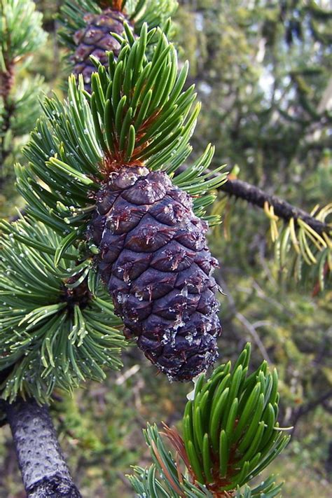 Buy Rocky Mountain Bristlecone Pine Tree Pinus Aristata FREE