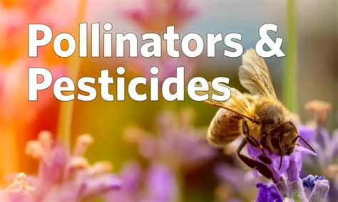 Pollinators Pesticides Protecting The Environment Peer Org