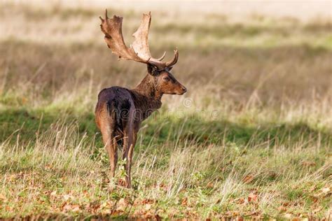 A Magnificent Fallow Deer Buck Dama Dama About To Leap Over A