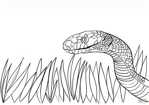 Snake Printable Coloring Pages