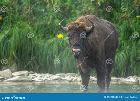 European Bison, Wisent, Bison Bonasus. Bieszczady, Carpathians, Poland ...