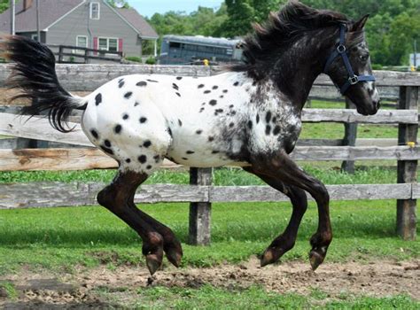 2013 Hessel Friesian X Appaloosa Colt For Sale If You Are Looking For