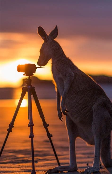 Where to meet Australia's cutest animals - Tourism Australia