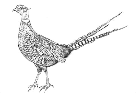 Pheasants Coloring Pages Coloringbay