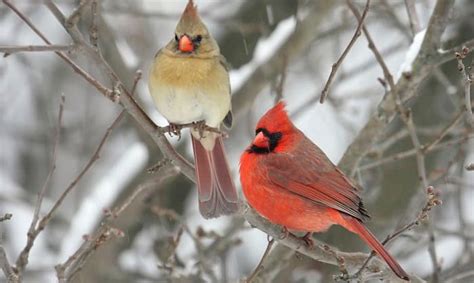 What Is the State Bird of Ohio? - The Northern Cardinal