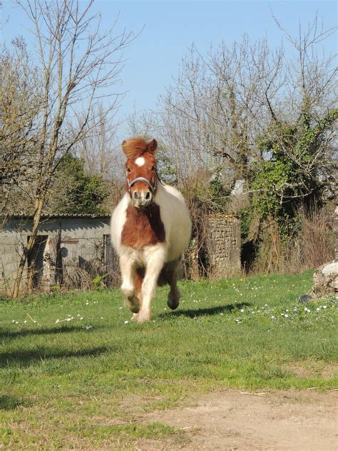 Recherche Demi Pension Pour Poney Chevalannonce