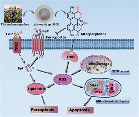 Alterperylenol As A Novel Thioredoxin Reductase Inhibitor Induces Liver