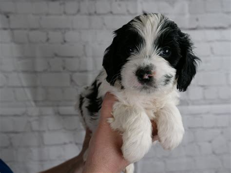 Black And White Labradoodle Puppies