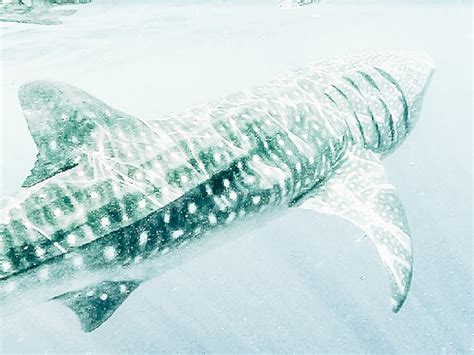 Swim With Whale Sharks. Cancun, Mexico.