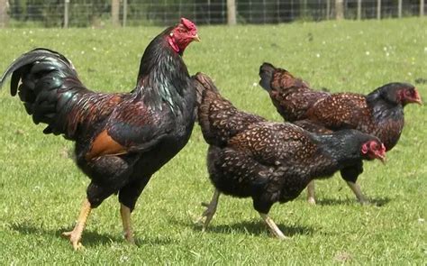 Cornish Game Hen Cost - Updated 2023 - The Pricer