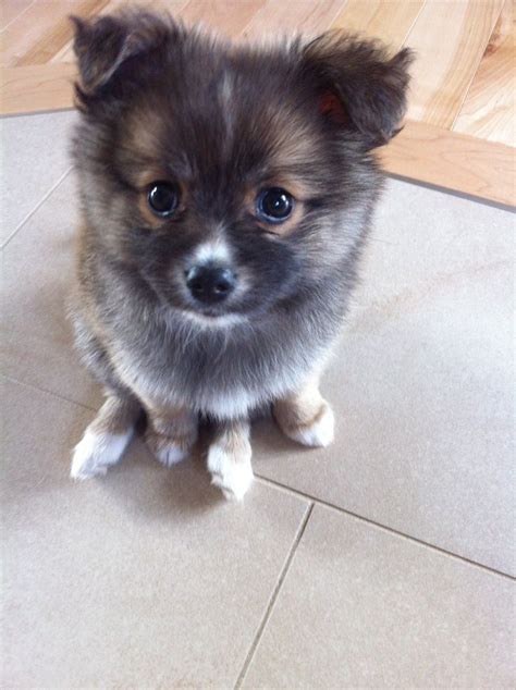 As 25 melhores ideias de Pomchi puppies no Pinterest | Pomeranians ...