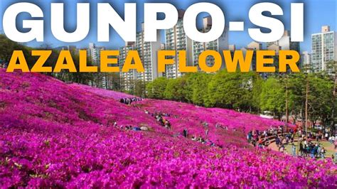 AZALEA FLOWER FESTIVAL GUNPO CITY SOUTH KOREA YouTube