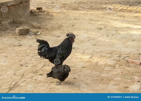 Pair Of Kadaknath Breed Chicken Stock Image Image Of Pair Pradesh