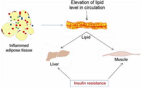 Fatty Acid Release From Inflamed Adipose Tissue Increases Lipid Level