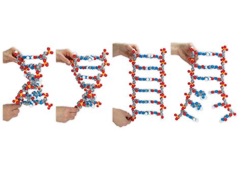 Dynamic Dna Kit© 3d Molecular Designs