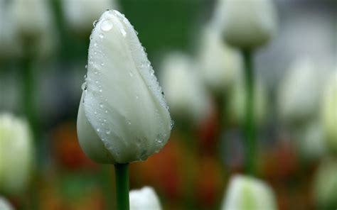 The Meaning Of White Tulips Symbolism And Significance Allwaysflower